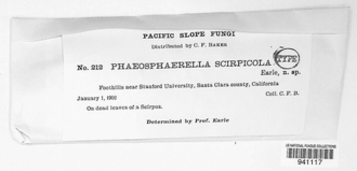 Phaeosphaeria scirpicola image